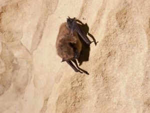 A healthy-looking big brown bat hibernating just a few feet away from groups of WNS-affected little brown bats. Photo courtesy of the U.S. Fish & Wildlife Service 