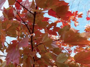 A Red Maple tree (Acer rubrum) in bloom at the Calder Center.  Photo by John Wehr