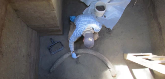 A researcher excavating the 14,000-year-old tusk. Credit: Lorraine Alfsen