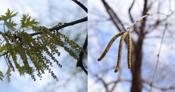 Achoo! Pollen Season is in Full Swing Oak and birch catkins