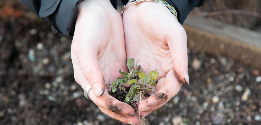 In celebration of Earth Day, students participate in a day of gardening at St. Rose’s Garden.