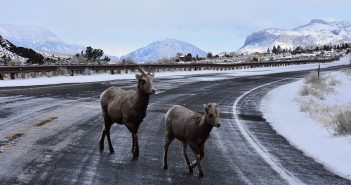 Postcard from Yellowstone Country: Rams, Raptors, and ‘Raw Nature’ Two bighorn sheep, a lamb and ewe, trot across US Highway 14-16-20 leading from Cody, Wyoming, to Yellowstone National Park.