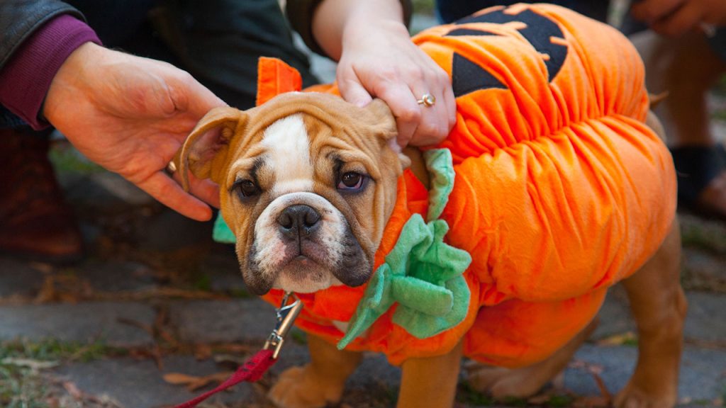 5 Things to Do in NYC | October Bull dog puppy in pumpkin halloween costume