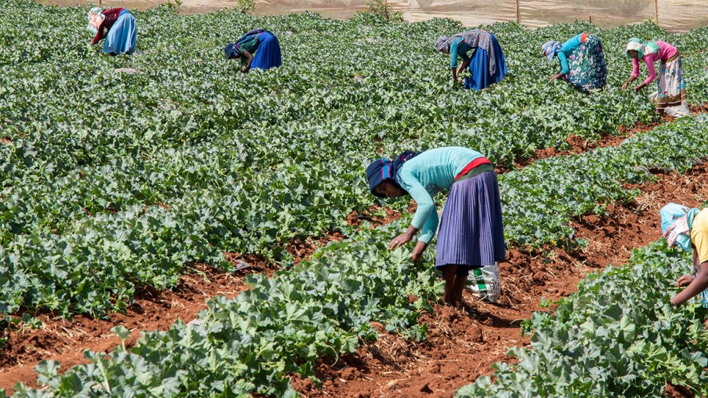 Ethiopian agricultural workers