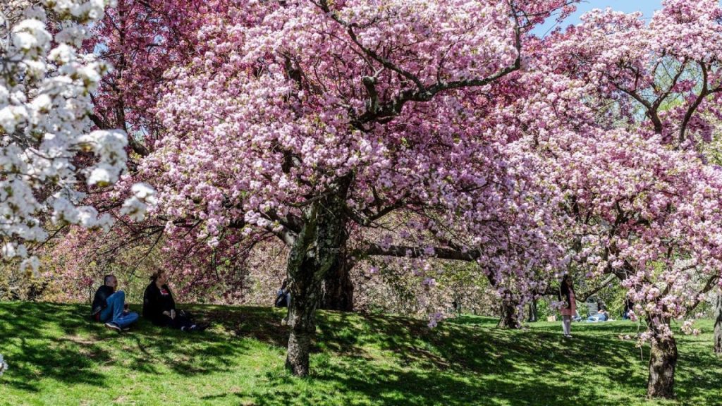 Photo of blooming pink cherry blossom trees at the New York Botanic Garden. 
