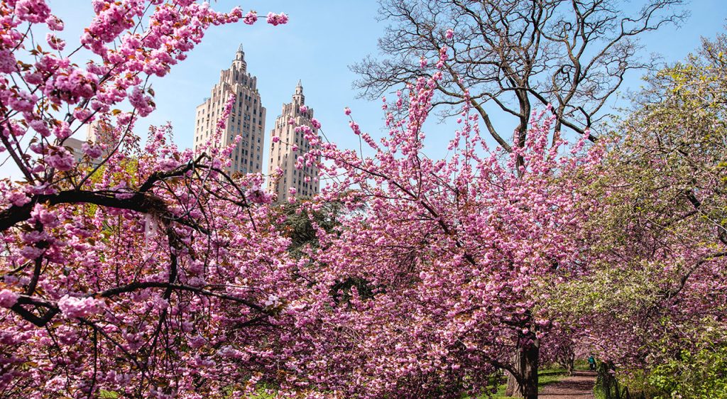 Cherry blossom trees in central park over NYC buildings