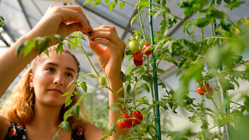 A woman attends to tomato plants in a greenhouse