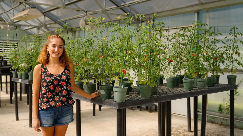 A woman standing next to a group of tomato plants