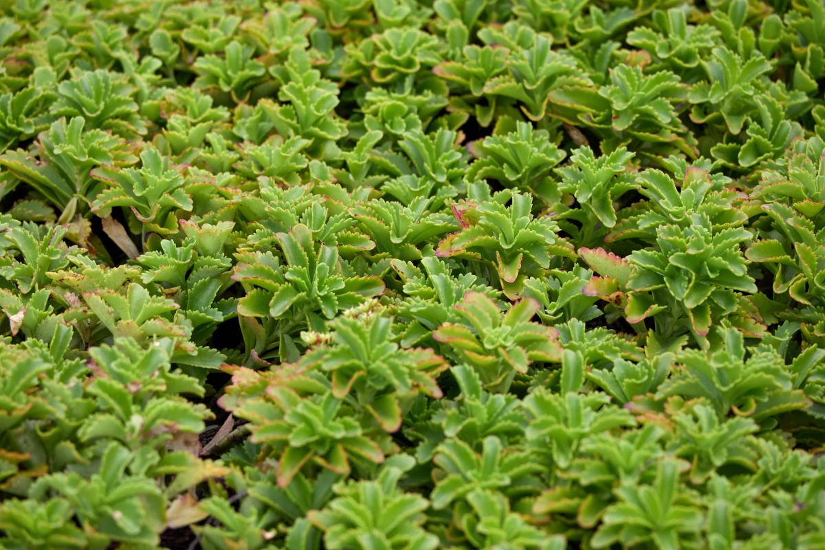 A Look at the Main Building’s Roof